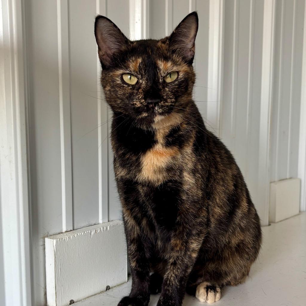 Enlarge Gigi, a Adoptable mixed breed in Hartford City, IN image 1/4