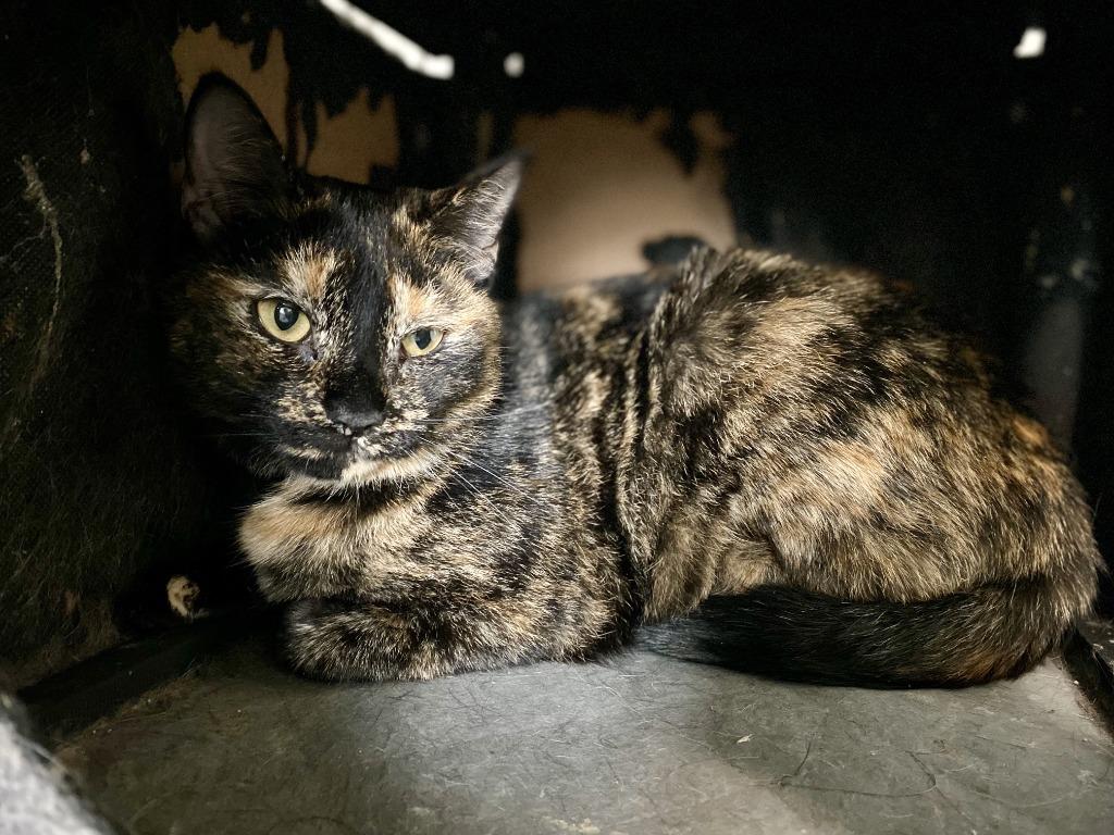 Enlarge Gigi, a Adoptable mixed breed in Hartford City, IN image 2/4