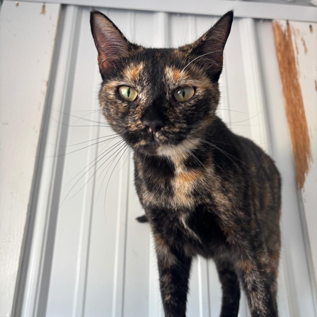 Gigi, a Adoptable mixed breed in Hartford City, IN image 3/4