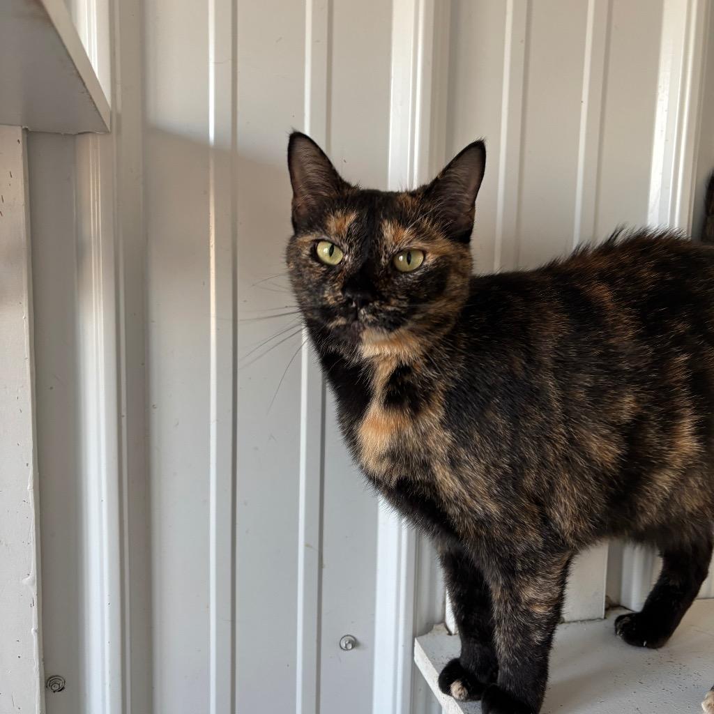 Enlarge Gigi, a Adoptable mixed breed in Hartford City, IN image 2/4