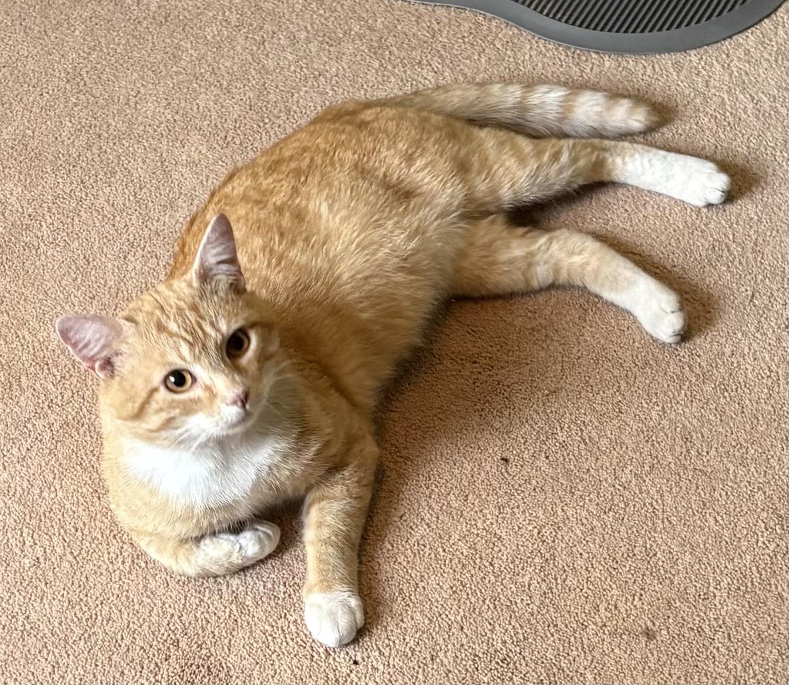 George , ADOPTABLE, Adult Male Domestic Short Hair.