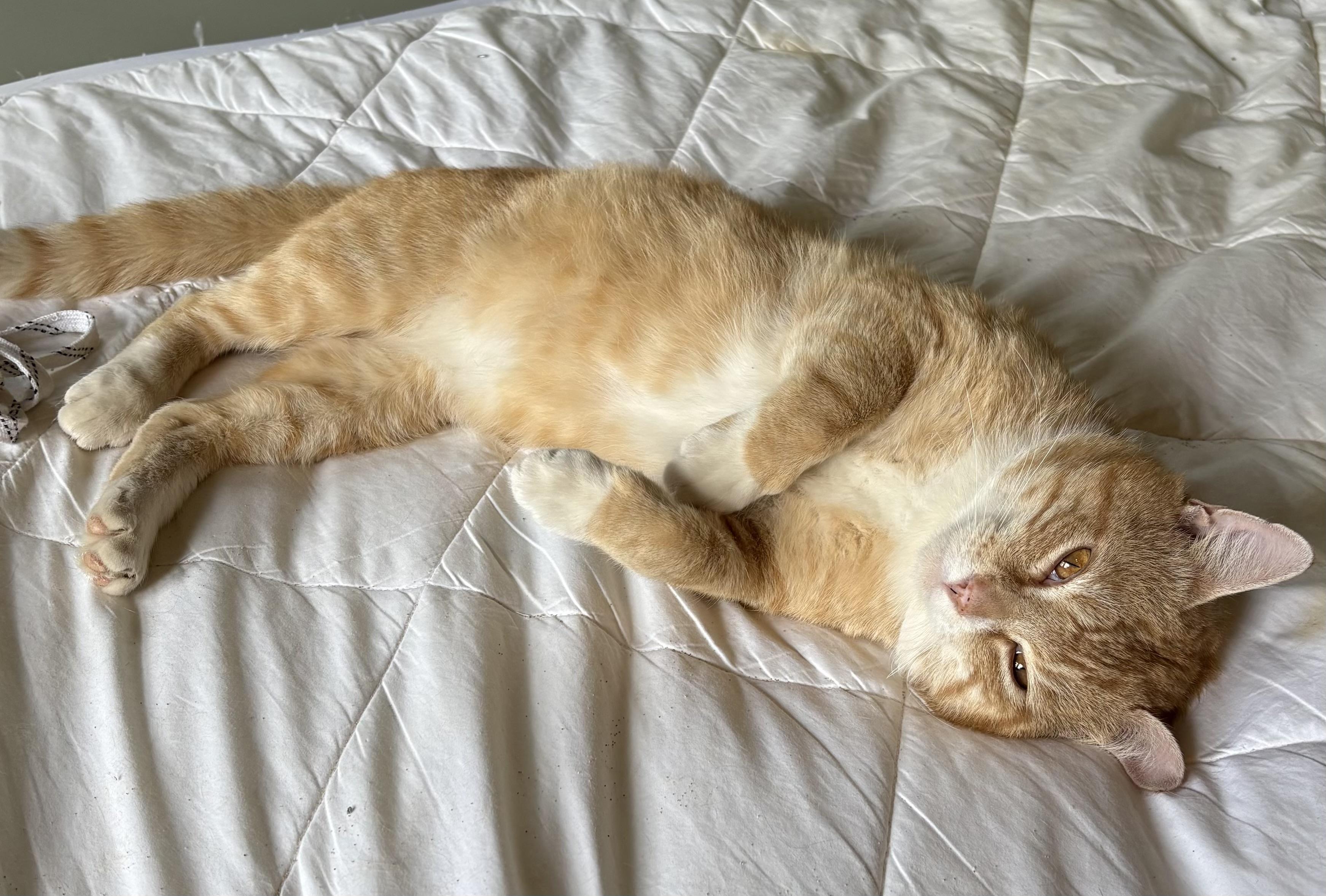 Enlarge George , a ADOPTABLE Domestic Short Hair in East Hanover, NJ image 2/2