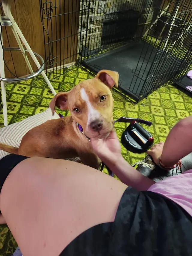 Ruby, ADOPTABLE, Young Female American Bully.