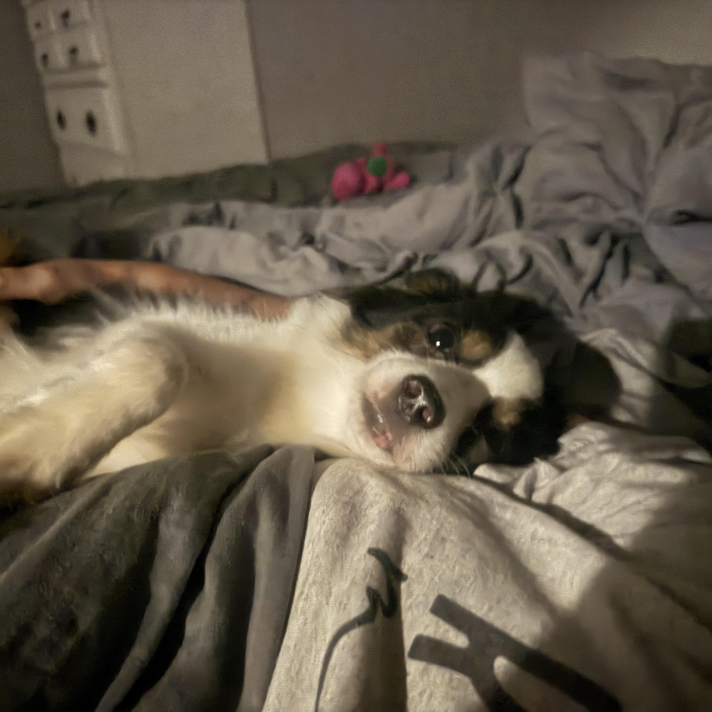 Enlarge Chrissy, a Adopted Australian Shepherd in Hartford, KY image 3/4