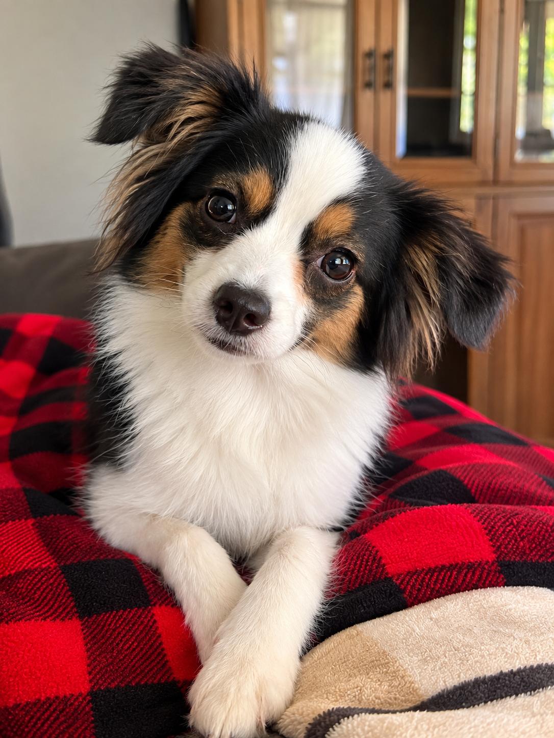Chrissy, Adopted, Young Female Australian Shepherd.