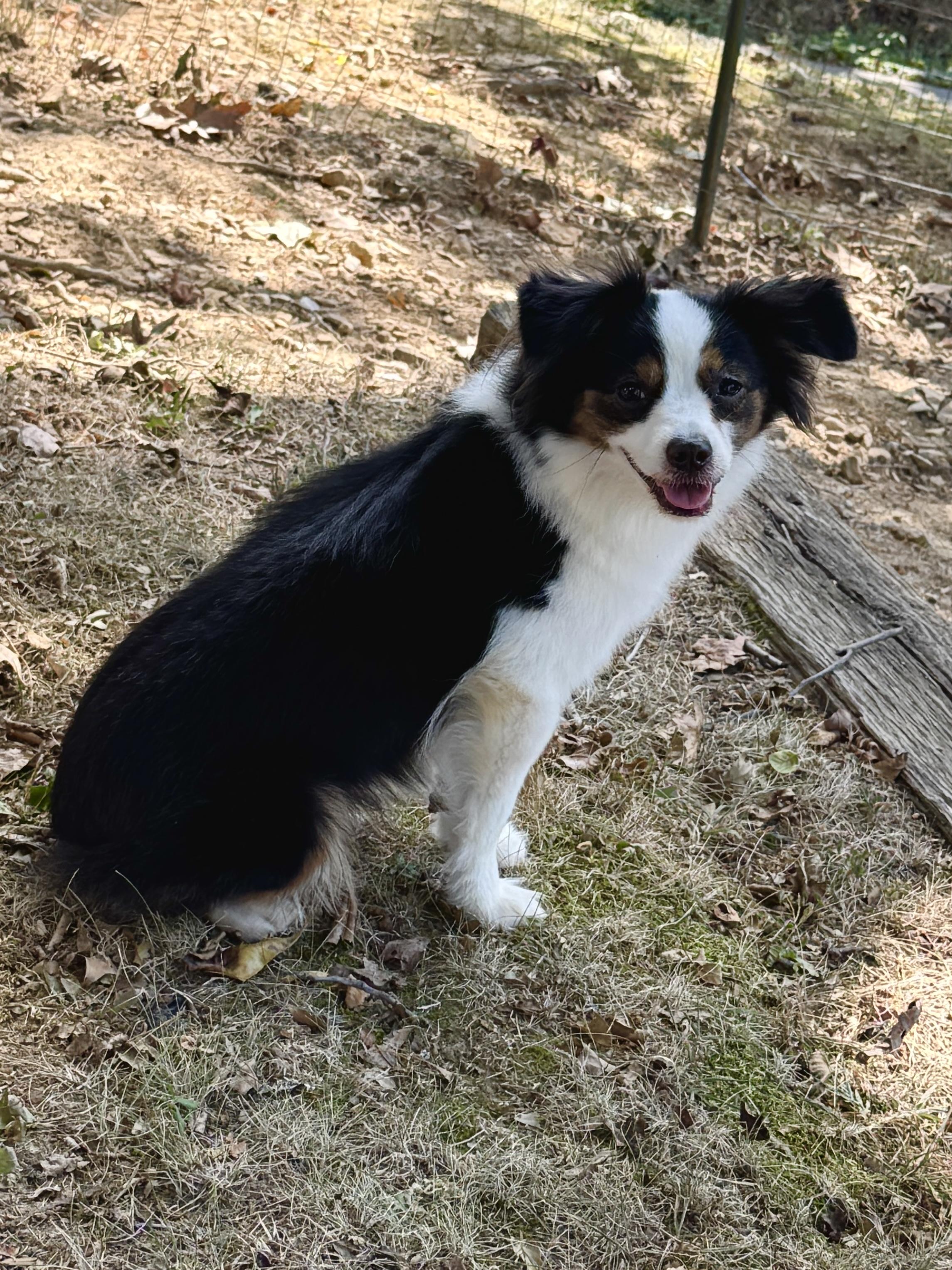 Enlarge Chrissy, a Adopted Australian Shepherd in Hartford, KY image 2/4