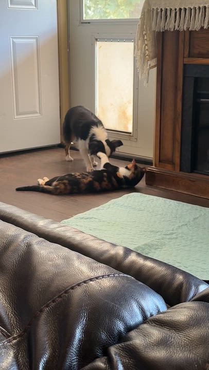Enlarge Chrissy, a Adopted Australian Shepherd in Hartford, KY video 4/4
