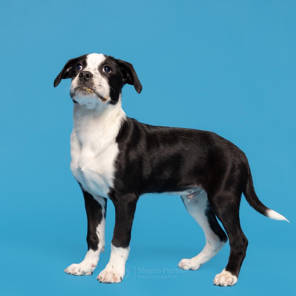 Murphy, Adoptable, Puppy Male Border Collie.