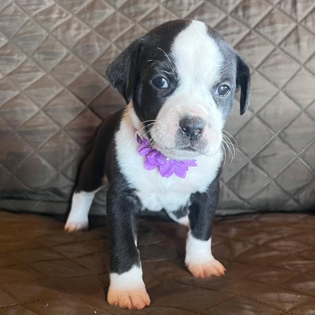 Murphy, Adoptable, Puppy Male Border Collie.