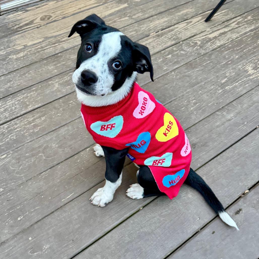 Murphy, Adoptable, Puppy Male Border Collie.