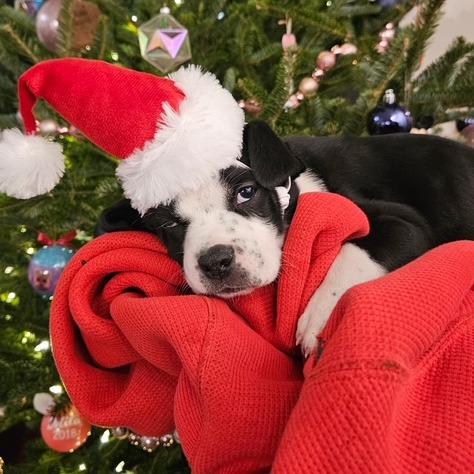 Enlarge Murphy, a Adoptable mixed breed in Chantilly, VA image 2/2