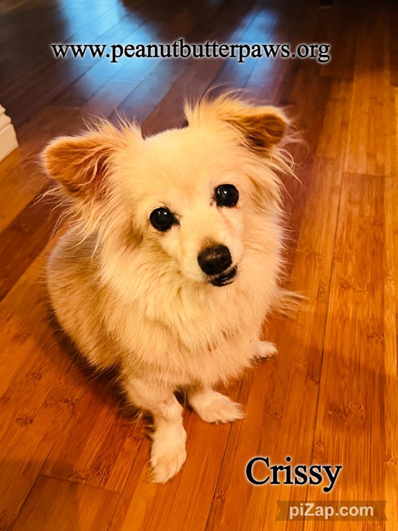 Enlarge Crissy, a Adopted mixed breed in Rancho Palos Verdes, CA image 1/4