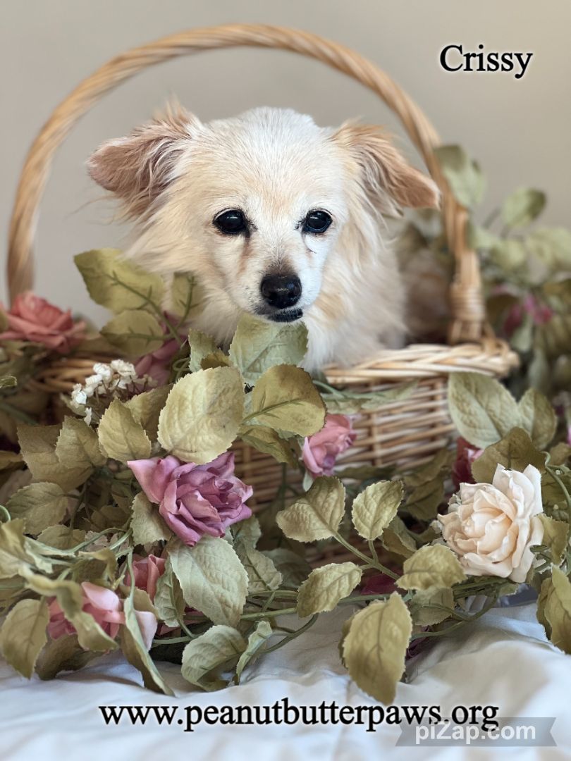 Enlarge Crissy, a Adopted mixed breed in Rancho Palos Verdes, CA image 2/4