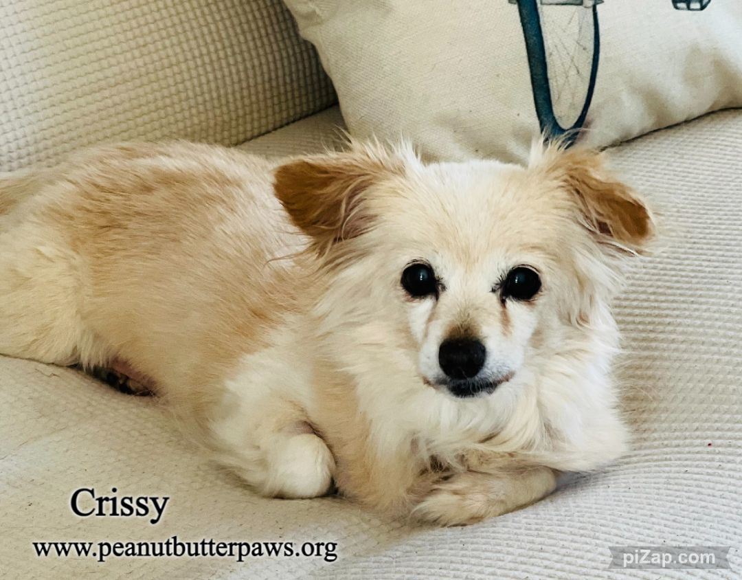Enlarge Crissy, a Adopted mixed breed in Rancho Palos Verdes, CA image 3/4