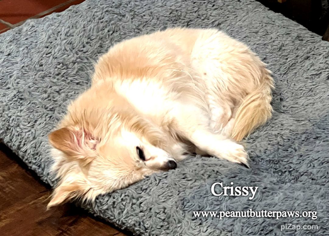Enlarge Crissy, a Adopted mixed breed in Rancho Palos Verdes, CA image 4/4