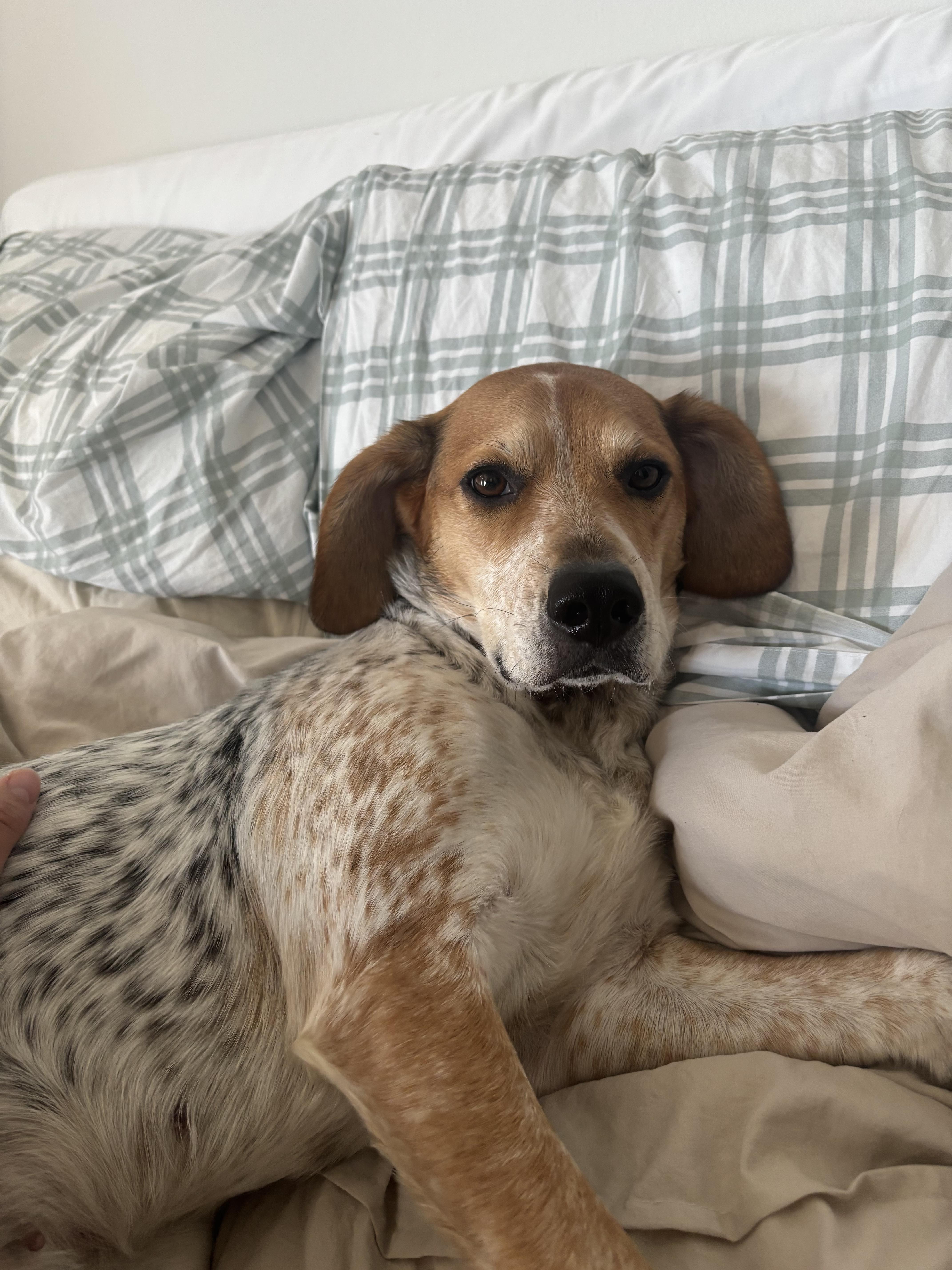 Enlarge Remi-Belle, a ADOPTABLE mixed breed in tampa, FL image 2/6