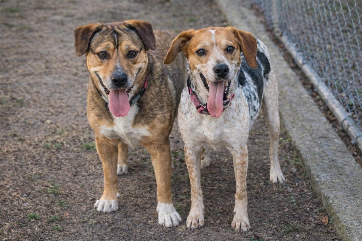 Enlarge Remi-Belle, a ADOPTABLE mixed breed in tampa, FL image 1/6