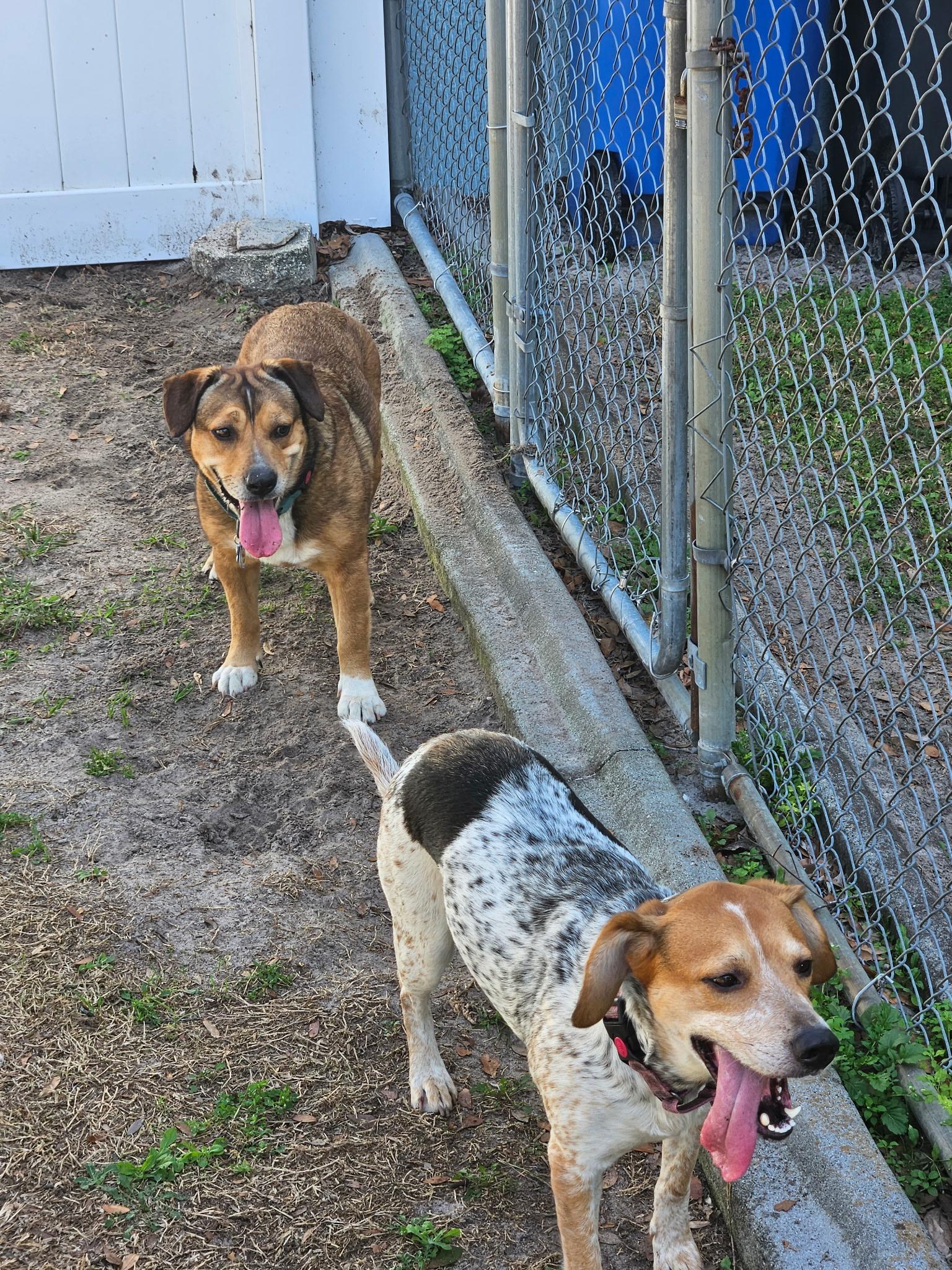 Enlarge Remi-Belle, a ADOPTABLE mixed breed in tampa, FL image 2/6