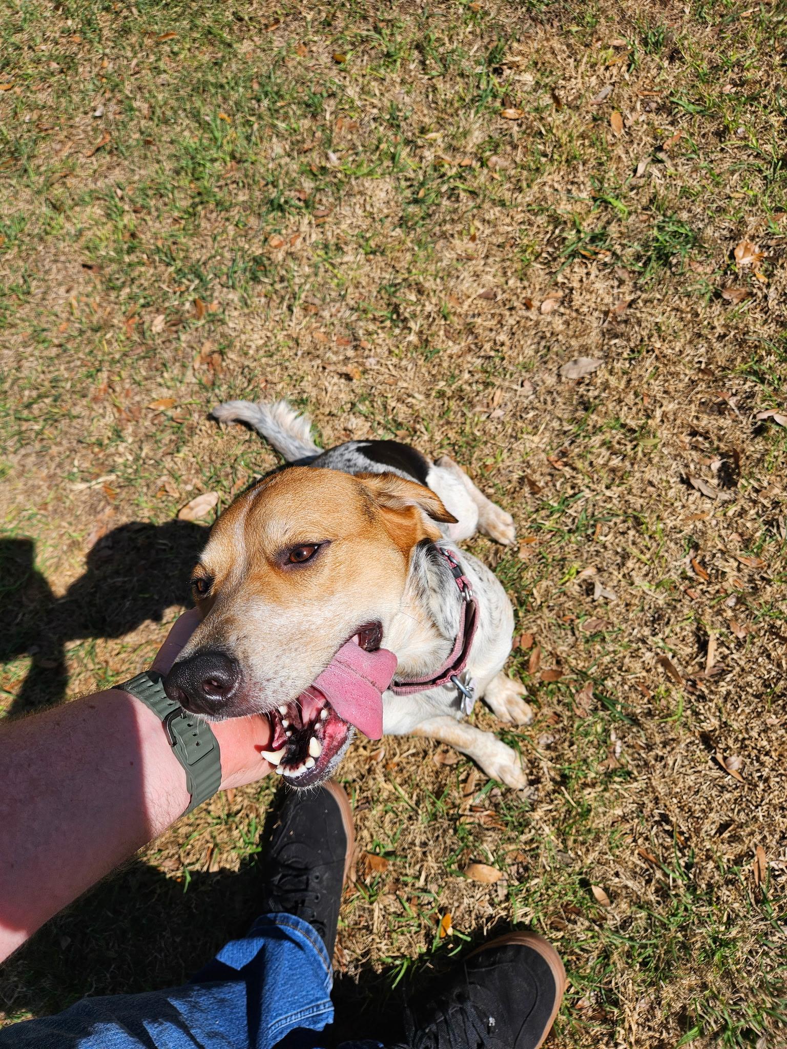 Enlarge Remi-Belle, a ADOPTABLE mixed breed in tampa, FL image 4/6