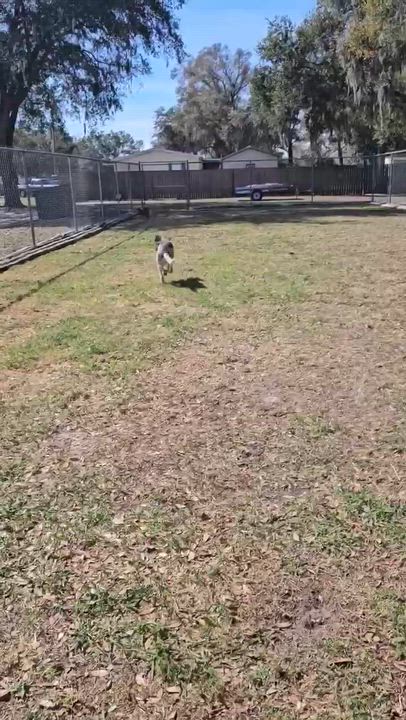 Enlarge Remi-Belle, a ADOPTABLE mixed breed in tampa, FL video 3/6