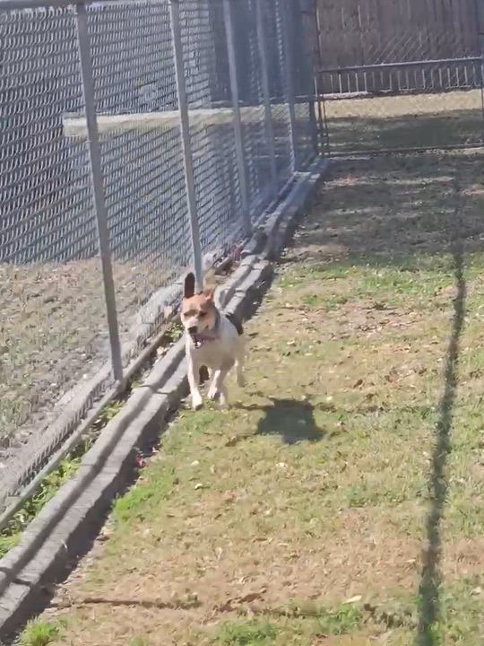 Enlarge Remi-Belle, a ADOPTABLE mixed breed in tampa, FL video 5/6