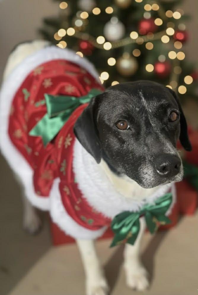 Minnie, a Adoptable mixed breed in Chattanooga, TN image 5/6