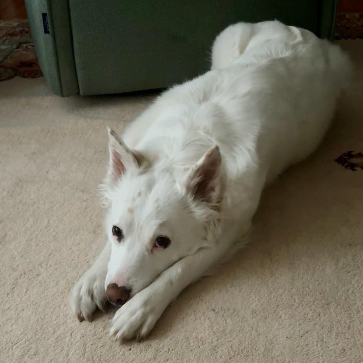 Enlarge Beanz, a Adoptable mixed breed in Seattle, WA image 1/5