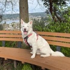 Enlarge Beanz, a Adoptable mixed breed in Seattle, WA image 2/5