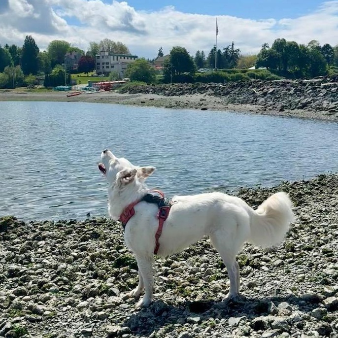 Enlarge Beanz, a Adoptable mixed breed in Seattle, WA image 5/5