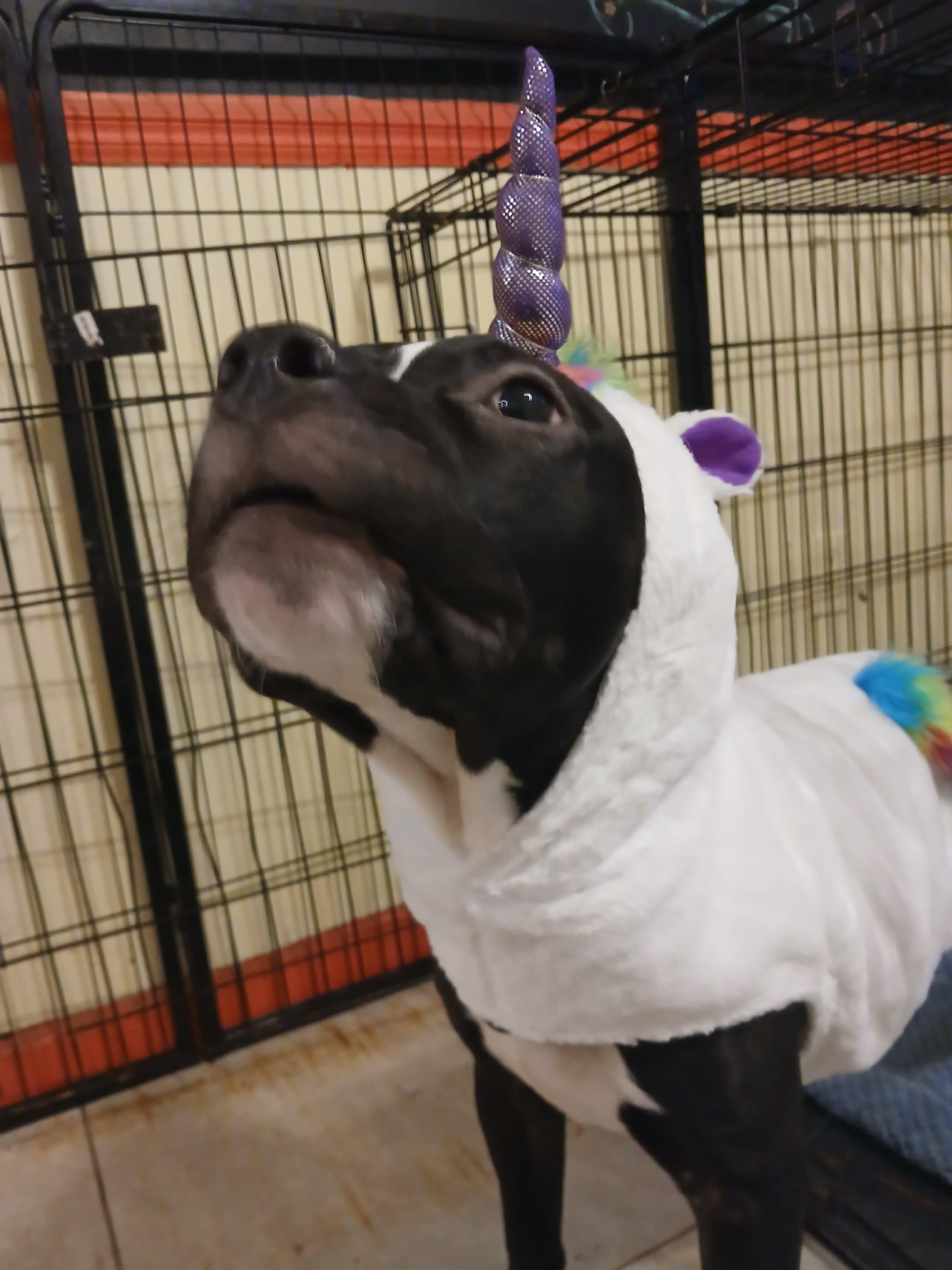 Quantum, an adopted American Bully in Saugerties, NY image 2/5