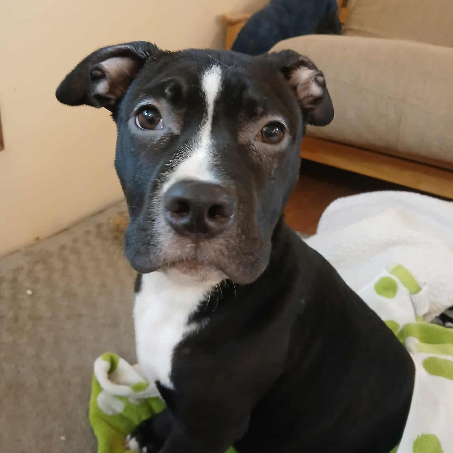 Quantum, Adoptable, Puppy Male American Bully.