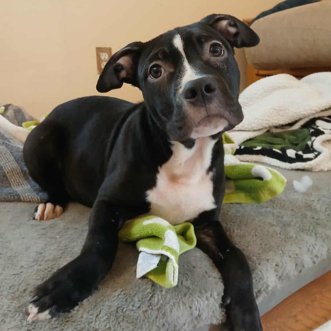 Quantum, an adopted American Bully in Saugerties, NY image 4/5
