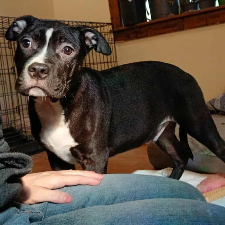 Quantum, an adopted American Bully in Saugerties, NY image 5/5