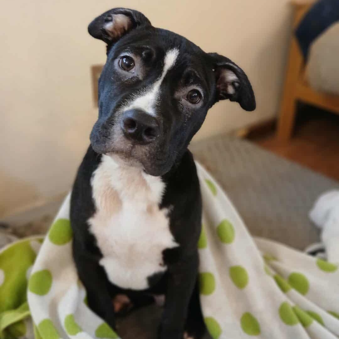 Quantum, an adopted American Bully in Saugerties, NY image 3/5