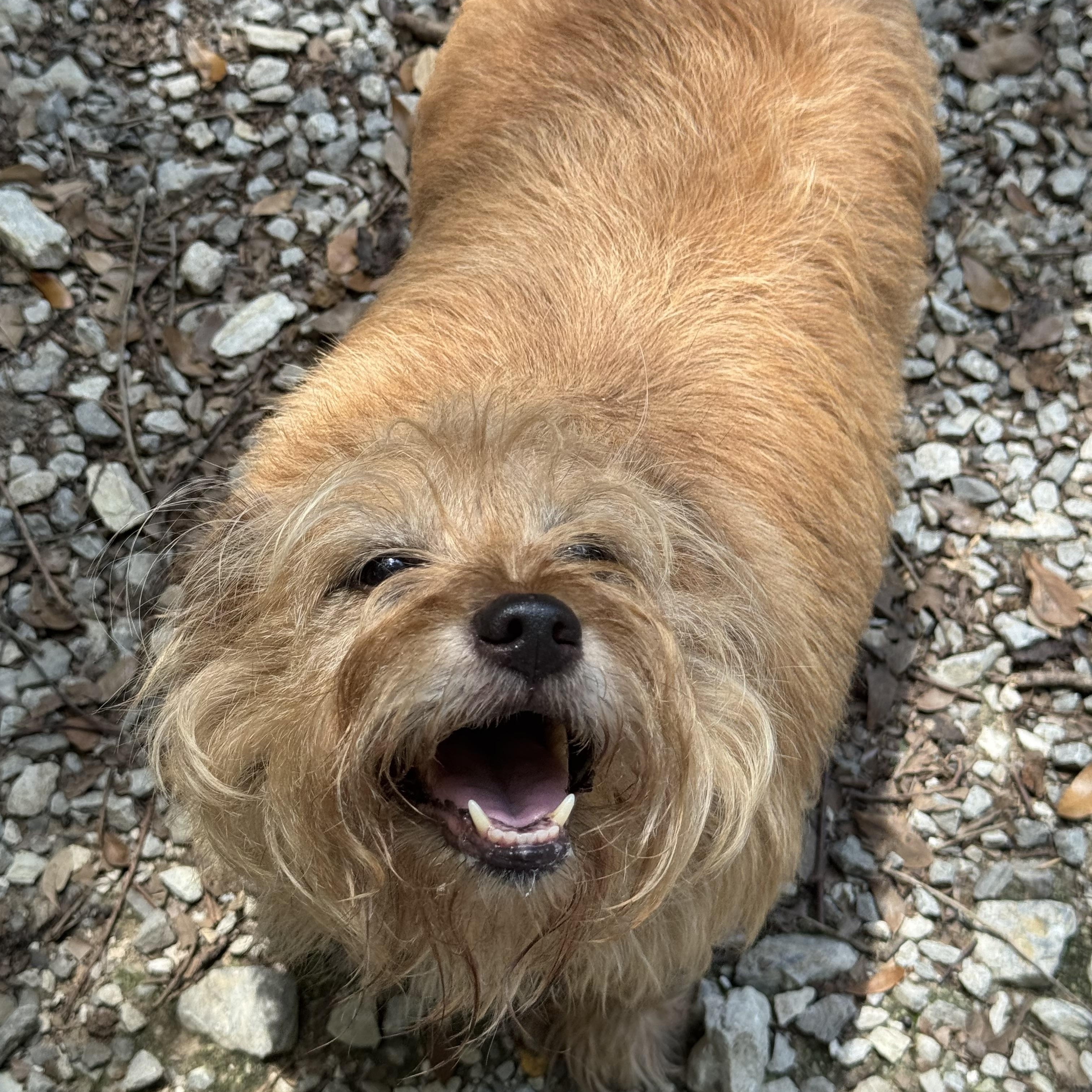 Samson, Adult Male unknown