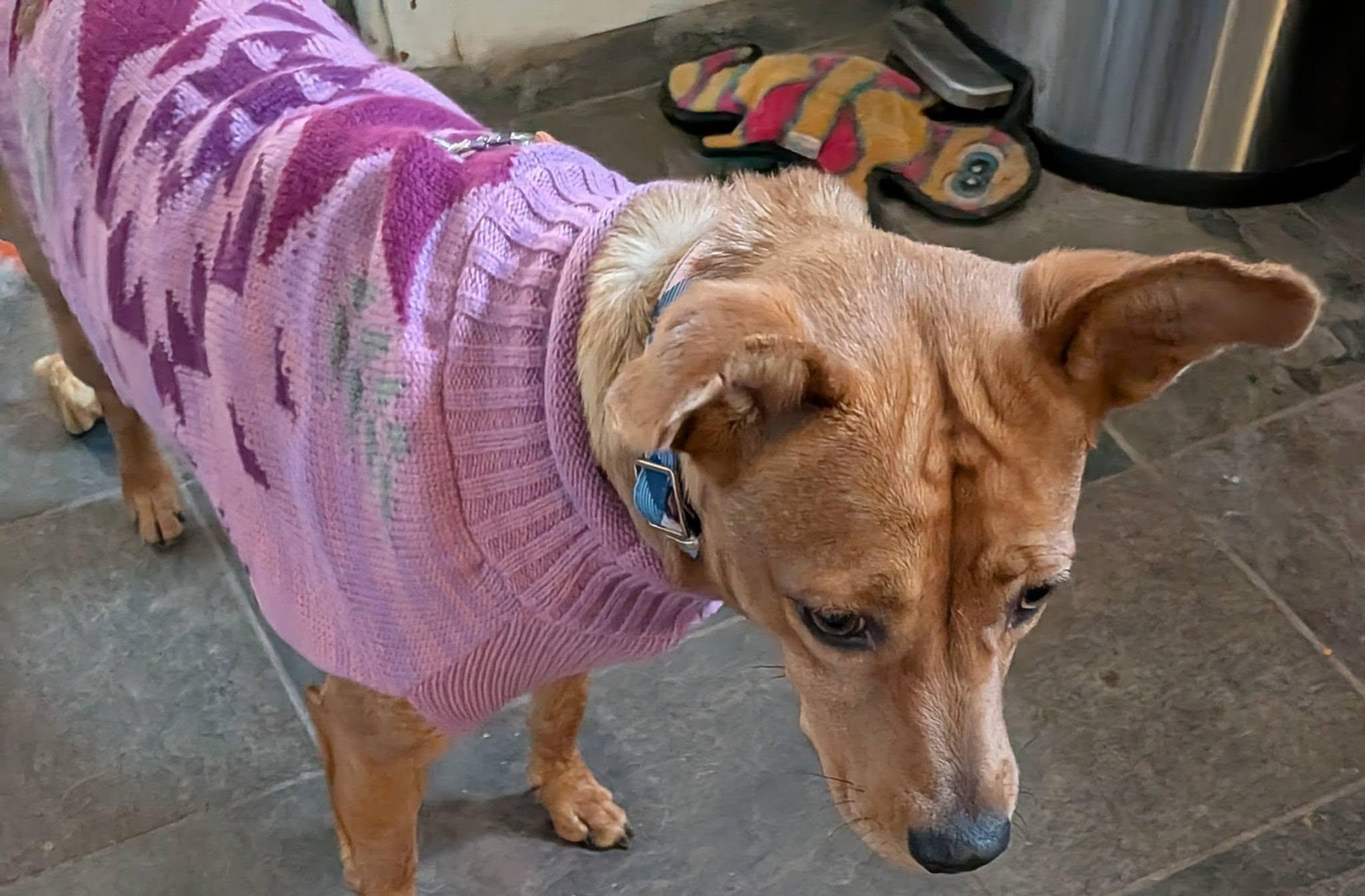 Josie, a Adoptable mixed breed in Billerica, MA image 1/6