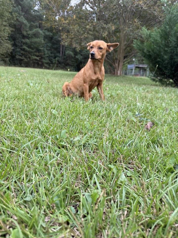 Josie, a Adoptable mixed breed in Billerica, MA image 2/6