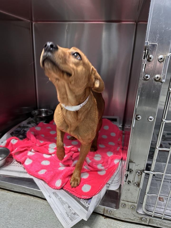 Enlarge Josie, a Adoptable mixed breed in Billerica, MA image 4/6