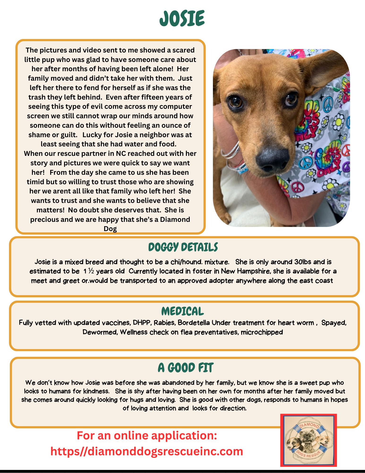 Josie, a Adoptable mixed breed in Billerica, MA image 3/6