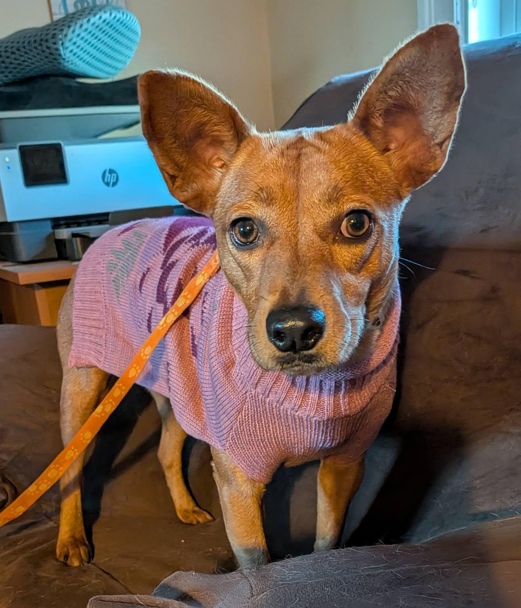 Josie, a Adoptable mixed breed in Billerica, MA image 4/6