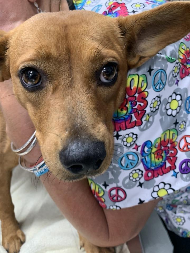 Josie, a Adoptable mixed breed in Billerica, MA image 5/6