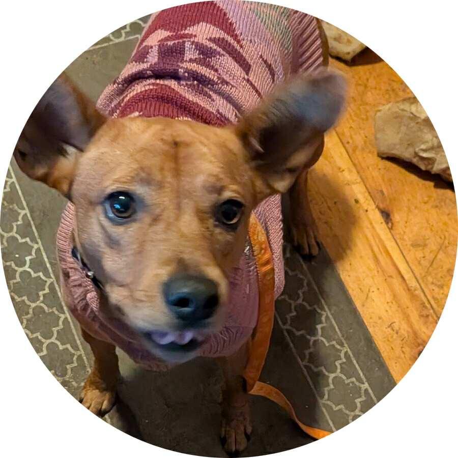 Enlarge Josie, a Adoptable mixed breed in Billerica, MA image 1/6