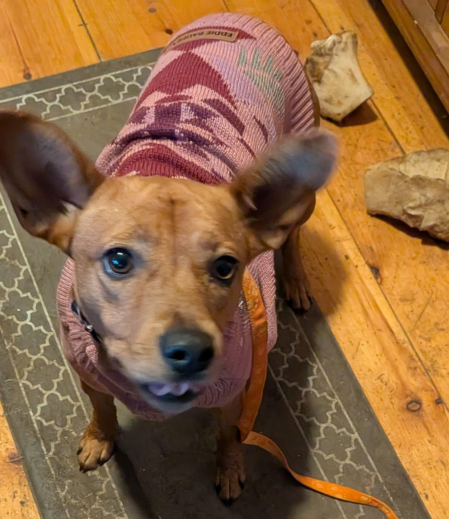 Josie, a Adoptable mixed breed in Billerica, MA image 6/6