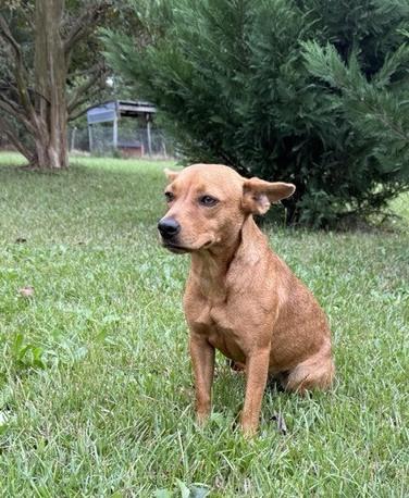 Enlarge Josie, a Adoptable mixed breed in Billerica, MA image 5/6