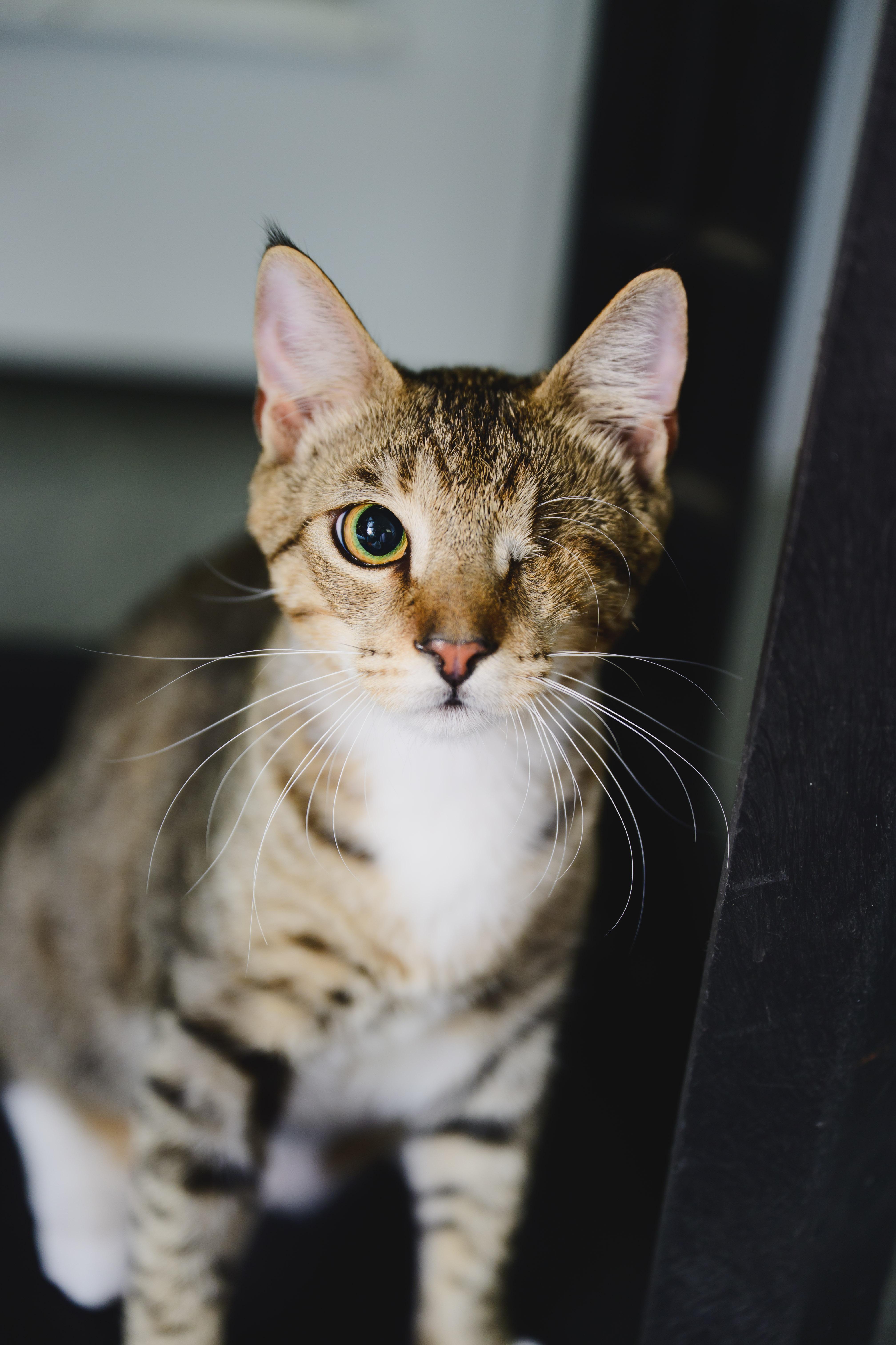 Dusty, Adoptable, Young Male Domestic Short Hair.