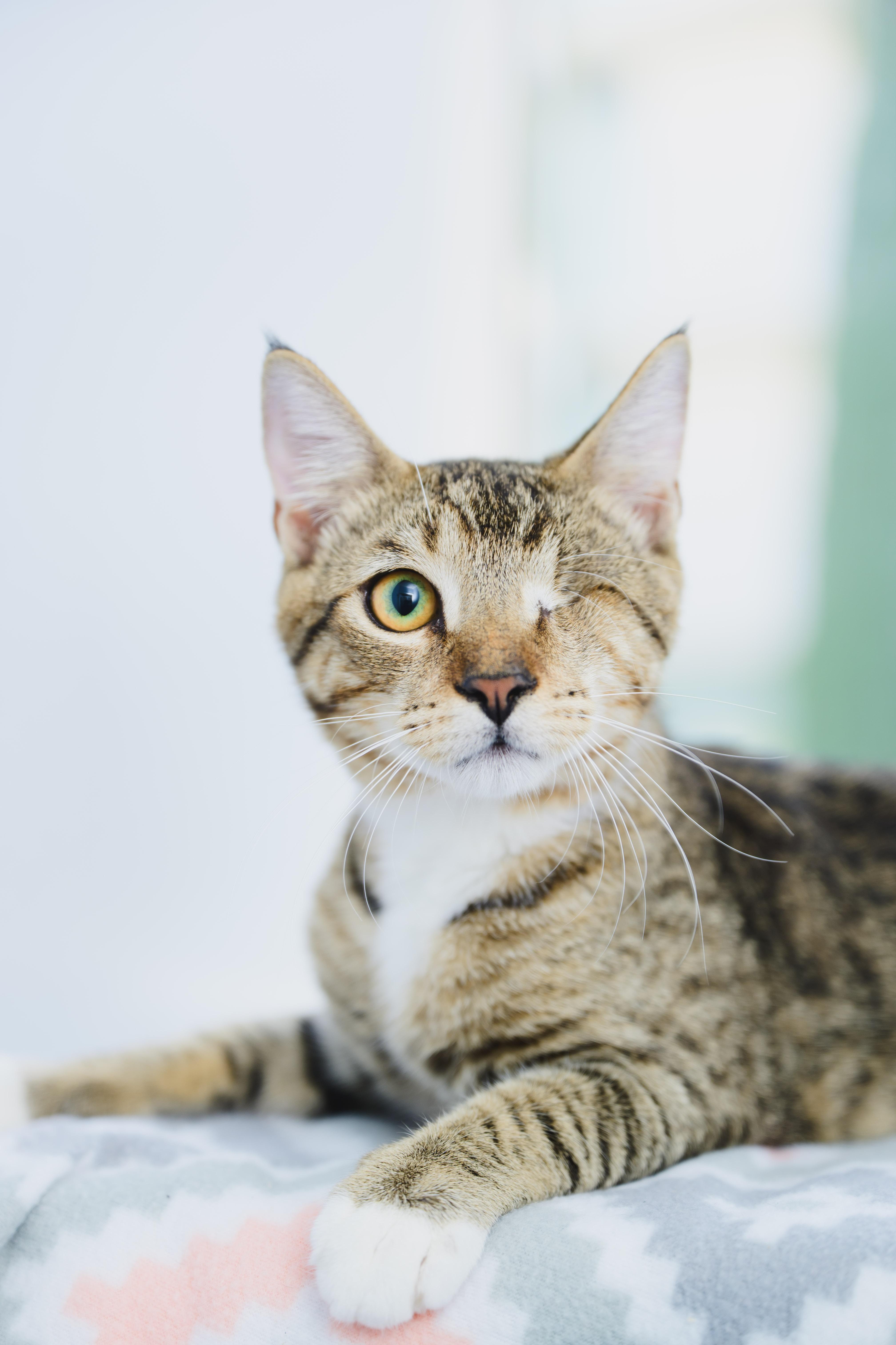 Enlarge Dusty, a Adoptable mixed breed in Honolulu, HI image 2/6