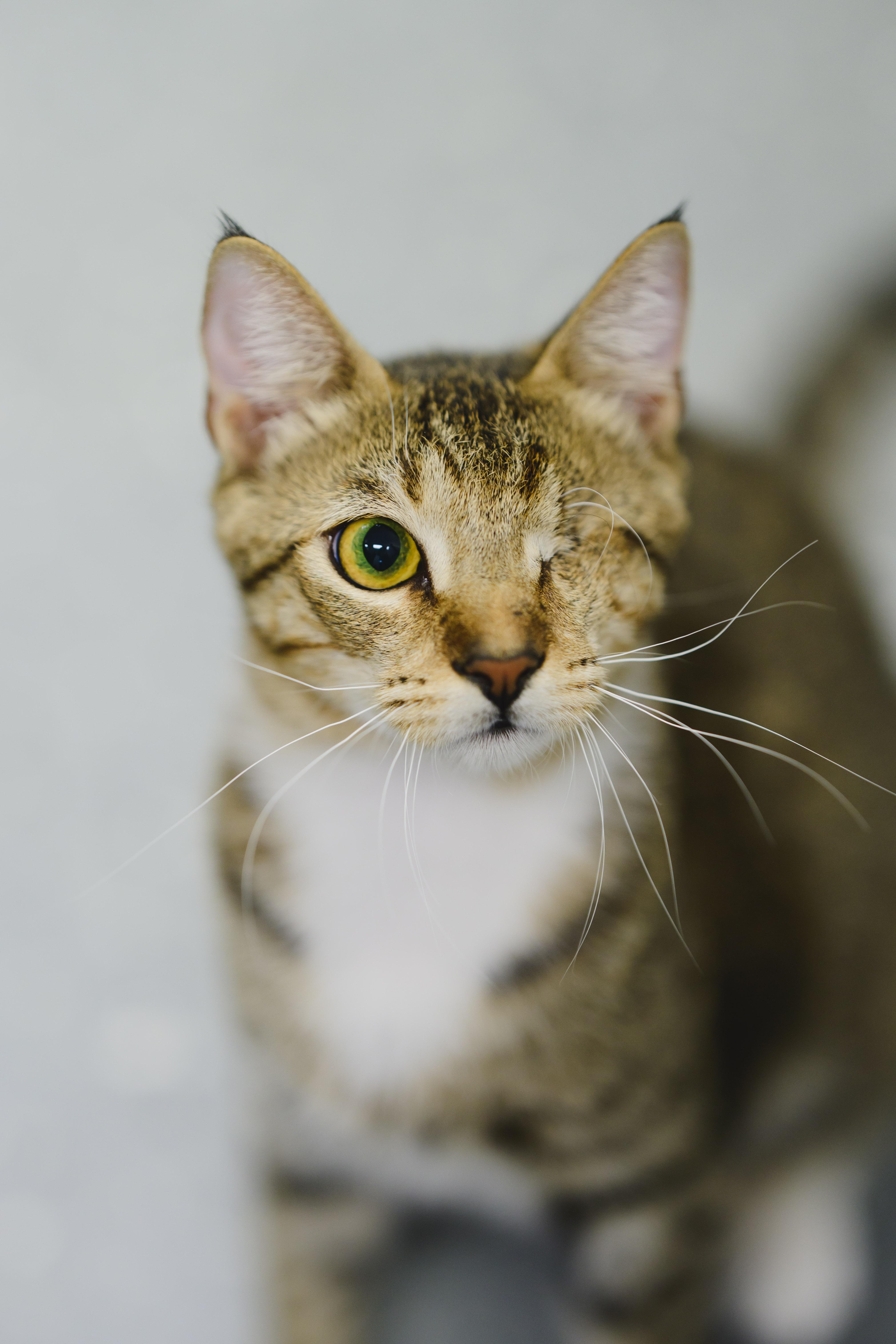 Dusty, a Adopted mixed breed in Honolulu, HI image 3/6