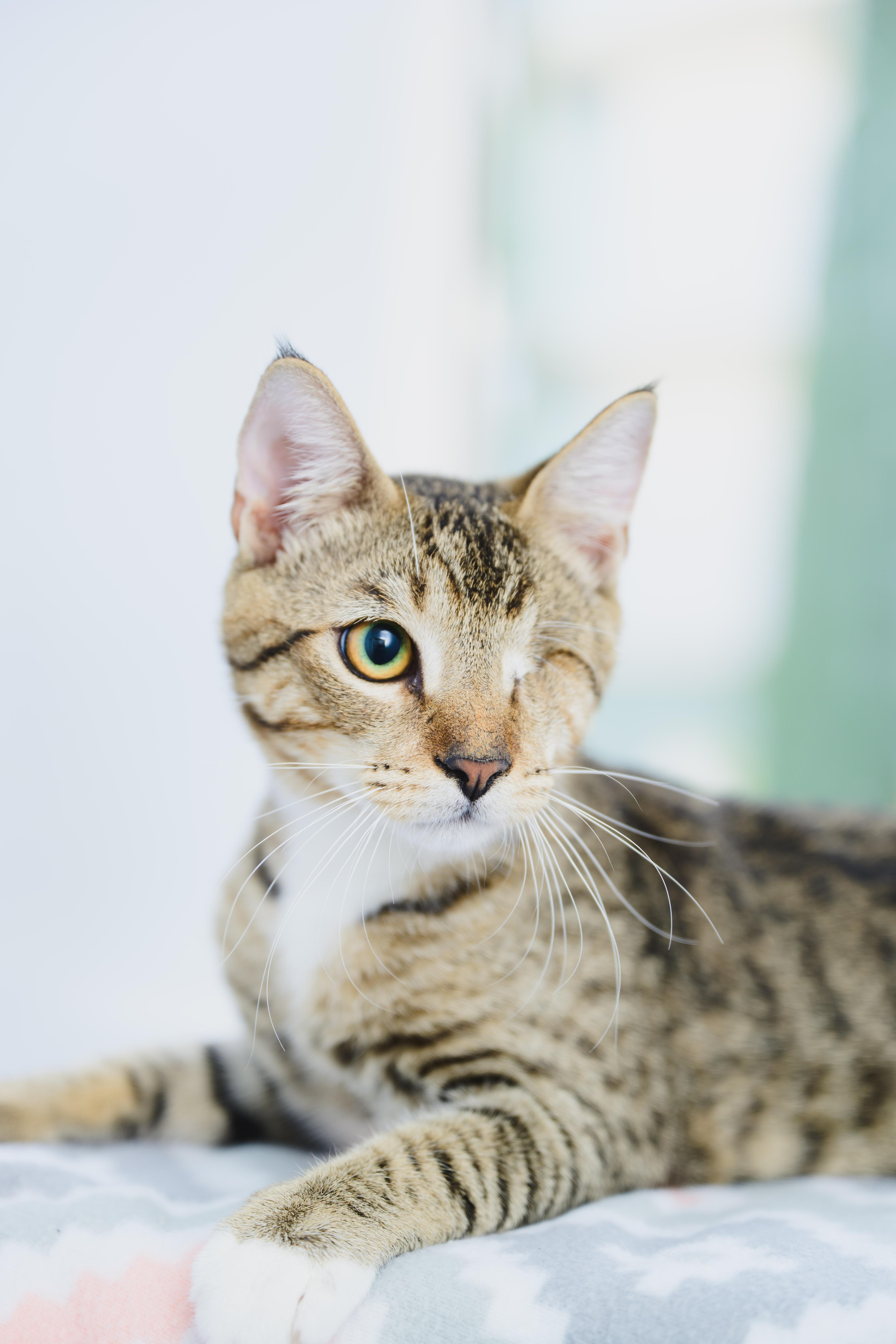 Enlarge Dusty, a Adoptable mixed breed in Honolulu, HI image 3/6