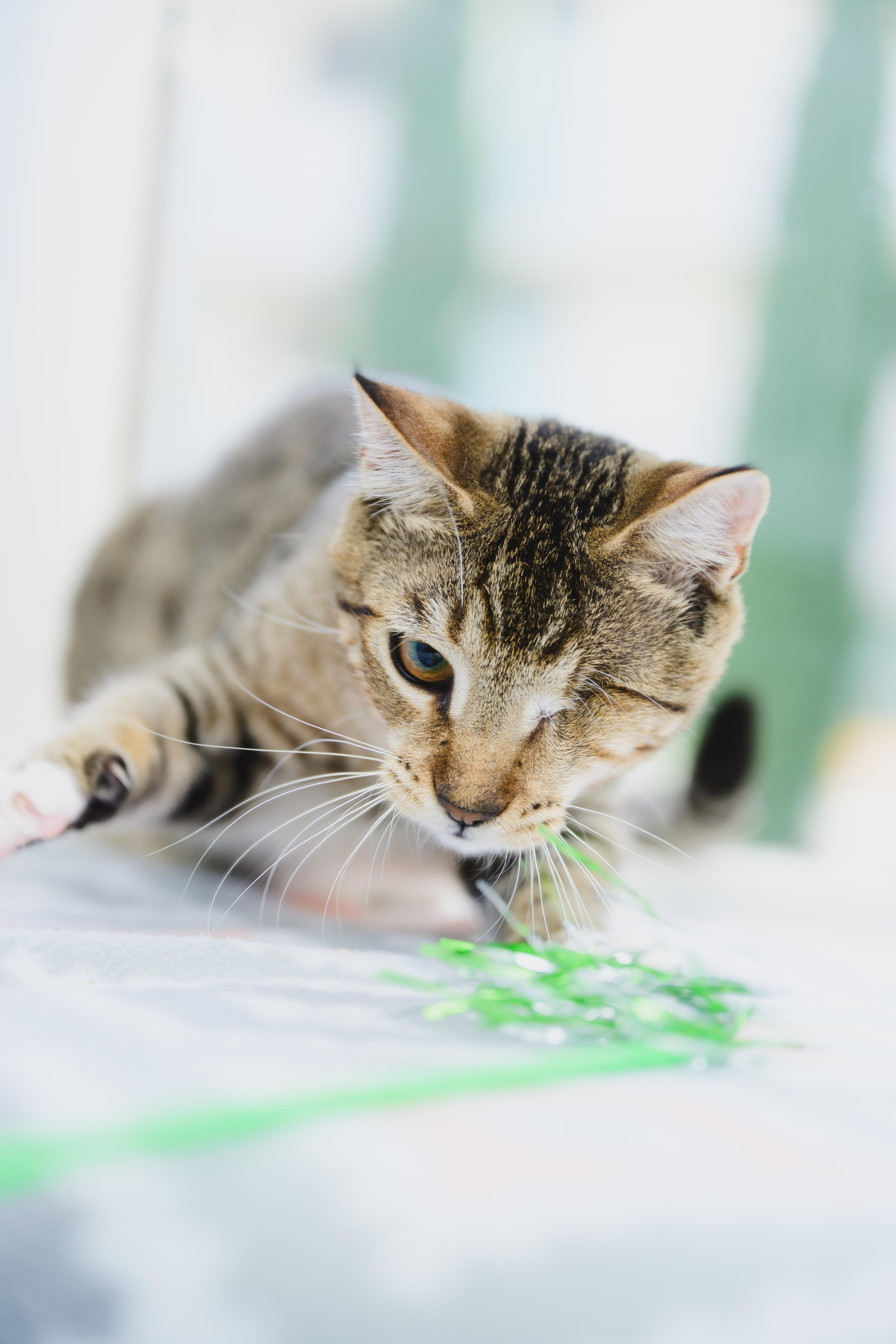 Enlarge Dusty, a Adoptable mixed breed in Honolulu, HI image 4/6