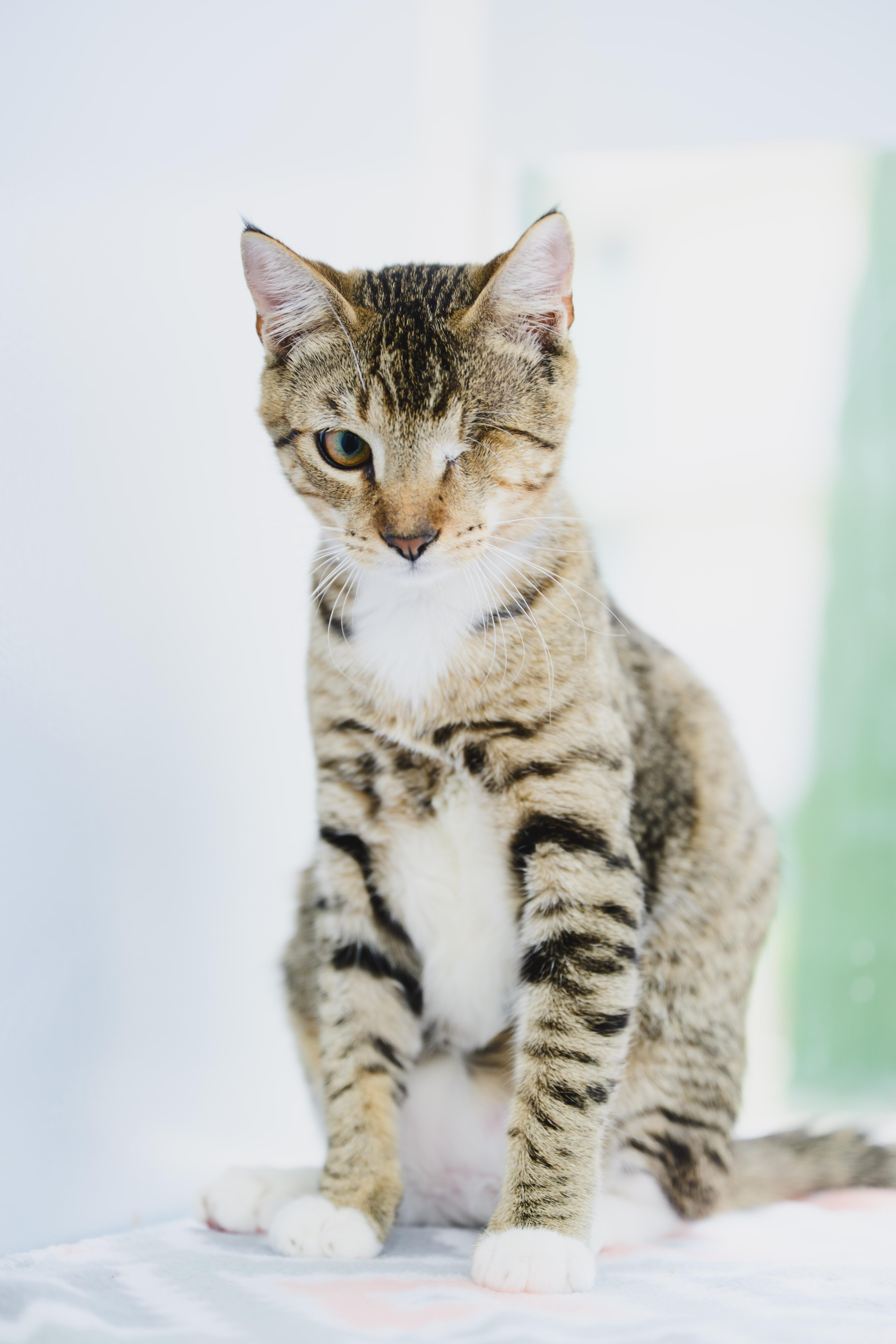 Enlarge Dusty, a Adoptable mixed breed in Honolulu, HI image 5/6